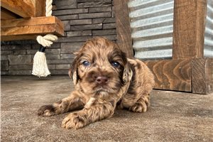 Ducky - Cockapoo for sale