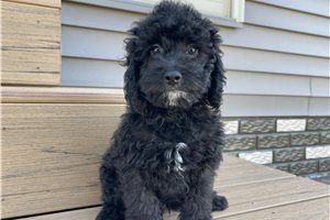 Aaron - puppy for sale