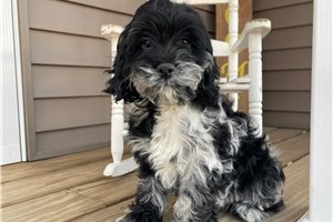 Isaac - Cockapoo for sale