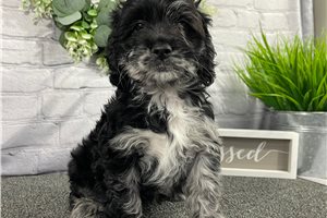 Isaiah - Cockapoo for sale