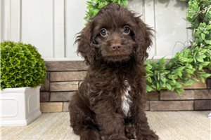 Isabella - Cockapoo for sale