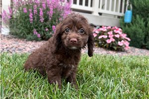 Bellie - Cockapoo for sale