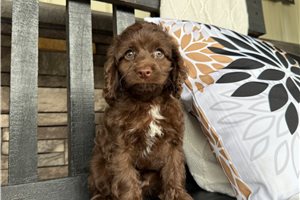 Ivan - Cockapoo for sale