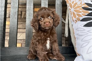 Isabella - Cockapoo for sale