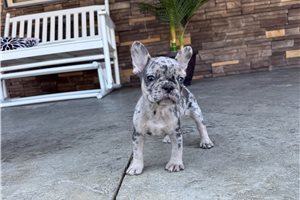 Lyra - French Bulldog for sale