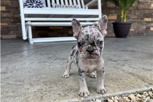 Lyra - French Bulldog for sale