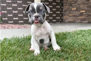Linus - French Bulldog for sale