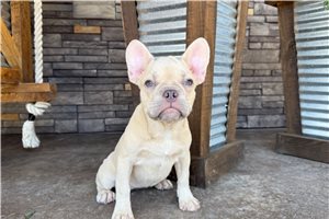 London - French Bulldog for sale