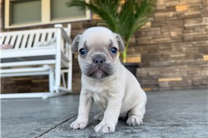 London - French Bulldog for sale