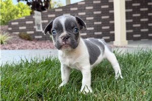 Linus - French Bulldog for sale