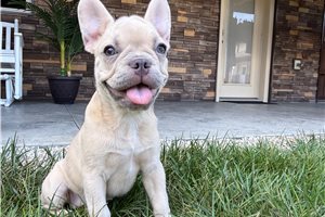 London - French Bulldog for sale