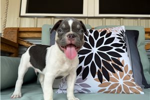 Linus - French Bulldog for sale