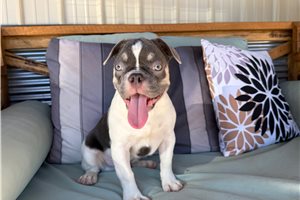 Linus - French Bulldog for sale