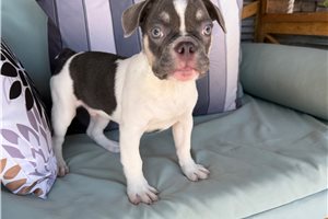 Linus - French Bulldog for sale