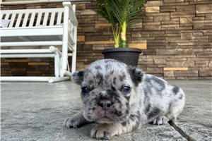 Lyra - puppy for sale