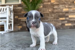 Linus - French Bulldog for sale