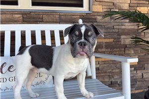 Linus - French Bulldog for sale