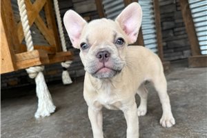 London - French Bulldog for sale
