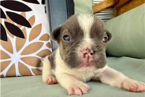 Linus - French Bulldog for sale