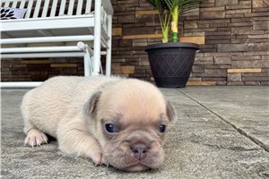 London - puppy for sale