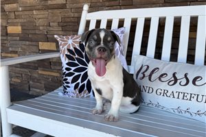 Linus - French Bulldog for sale