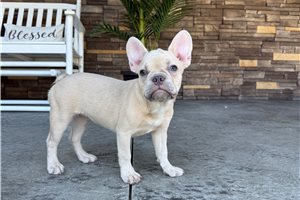 London - French Bulldog for sale