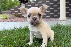 London - French Bulldog for sale