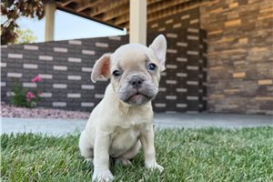London - French Bulldog for sale