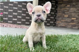London - French Bulldog for sale