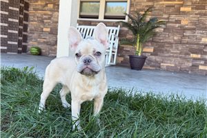 London - French Bulldog for sale
