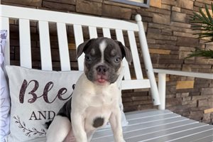 Linus - French Bulldog for sale