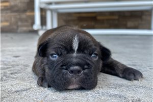 Zeke - Frenchton for sale