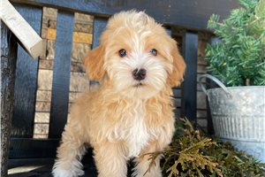 Indie - puppy for sale