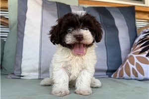 Olive - Havapoo for sale