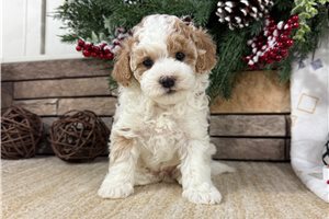 Hillary - Havapoo for sale