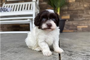 Olive - Havapoo for sale