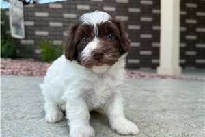 Oatmeal - puppy for sale