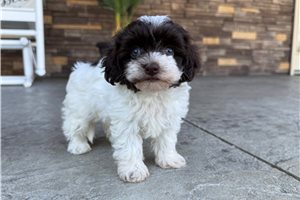 Olive - Havapoo for sale