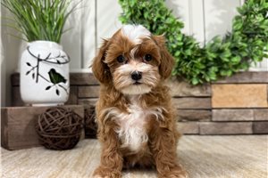 Hummingbird - Havapoo for sale