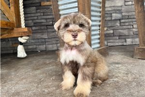 Ames - puppy for sale