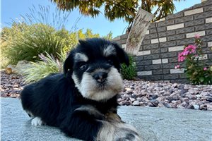 Clover - puppy for sale