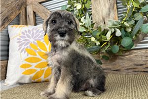 Cirrus - Schnauzer, Miniature for sale