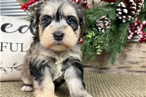 Gianna - puppy for sale