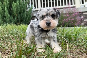 Cleopatra - Miniature Schnauzer for sale