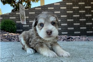Cudi - Schnauzer, Miniature for sale