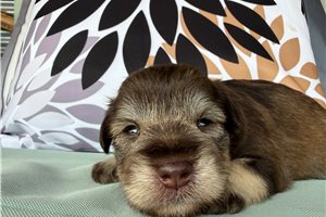 Ambrose - Schnauzer, Miniature for sale