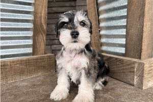 Jensen - Miniature Schnauzer for sale
