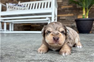 Presley - puppy for sale