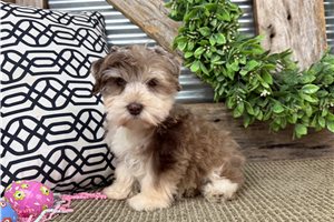 Grace - Schnauzer, Miniature for sale
