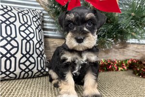 Dorothy - puppy for sale